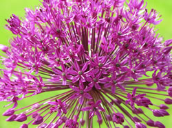 1 Allium