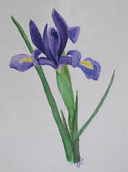 22 Iris Watercolor