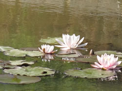 4 Water Lilies